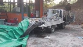 Penampakan buaya yang berhasil ditangkap di kawasan Badak LNG. (Ist)