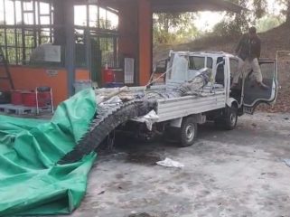 Penampakan buaya yang berhasil ditangkap di kawasan Badak LNG. (Ist)