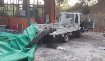 Penampakan buaya yang berhasil ditangkap di kawasan Badak LNG. (Ist)
