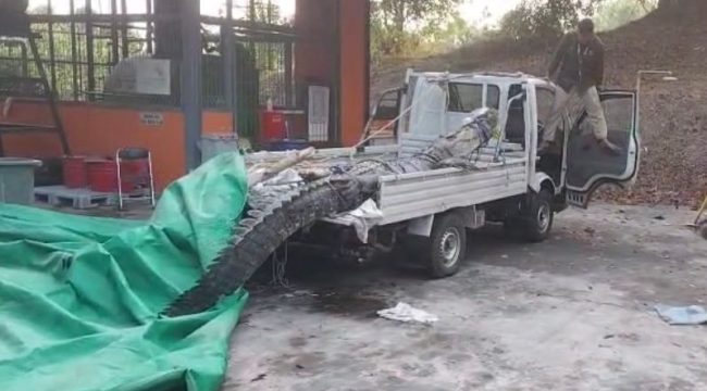 Penampakan buaya yang berhasil ditangkap di kawasan Badak LNG. (Ist)