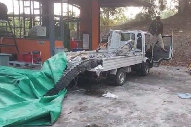 
					Penampakan buaya yang berhasil ditangkap di kawasan Badak LNG. (Ist)